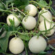 White sand honey melon seeds rock sugar melon seeds cantaloupe seeds spring, summer, autumn and winter balcony potted vegetables A white sand honey melon seeds 3 packs