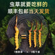 
Genuine 2025 fresh Cordyceps sinensis stubble Cordyceps sinensis 0.8g/root of fresh Cordyceps sinensis SF Express cold chain shipment Tibet fresh grass 1.0-1.2g each 50 pieces are given 3 pieces