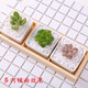 Runhuanian succulent paving stones, small colored stones, flower pots, green plants, white stones, colorful stone pots, flower growing stones, decoration, small colored stones 2g (used for flower pot paving or soil mixing)