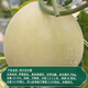 Dayuyu milky melon seeds Ding brand melon seeds super sweet thin skin milky melon extra large white sand honey melon seeds about 50 capsules 2 bags