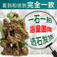 High-quality water-absorbing stone bonsai fish pond rockery micro-landscape decoration natural rockery stone landscaping raw stone high-quality 150-159cm water-absorbing stone without basin