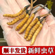 
Fresh Cordyceps sinensis 2025 Selected Alpine Fresh Cordyceps SF Express Cold Chain Direct Hair 1.2-1.4 grams/100 roots Tibet fresh grass 1.2-1.4 grams each 50 pieces of 3 pieces of free