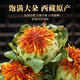 Beijing tongrentang tibetano azafrán y fruta genuina nuevos materiales medicinales chinos azafrán frutas secas té y bebe bolas de semillas de azafrán medicinales 100 gramos de filamentos de azafrán [los filamentos puros son limpios y no misceláneos]