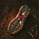 阿迪达斯（adidas）高尔夫球鞋男鞋25全新AdiZero ZG舒适轻量稳定支撑BOA旋转按钮鞋 IH9896 白/亮红/黑色 39 =6.5码