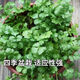 Easy to germinate large-leaf coriander seeds coriander seeds heat-resistant four-season balcony indoor potted seeds vegetable seeds four-season large-leaf coriander about 5000 capsules 5 packs