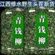 Peking Tongrentang [Pflanze] Jiangxi Xiushui Wildes Green Money Willow Original Green Money Willow Tee Golden Geld Willow Tee ausgewählt vier Dosen mit besonderem grünem Geld Willow 1000g
