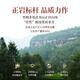 TEA TEA OOLONG de Xiaowen portant Mountain 5000 Wuyi Rock Tea Zhengyan Cinnamon Niveau 49.8G Fire moyen Fiche d'auto-alimentation du thé Cadeau
