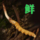 Fresh Cordyceps sinensis 2025 head period fresh grass authentic fresh harvest Cordyceps sinensis fresh grass SF Express cold chain shipment Tibetan fresh cordyceps sinensis 0.8g/root 20 roots