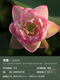 Miniaturschüssel Lotus Sämlinge Hydroponische Pflanzen Lotus kleine Lotus-Sämlinge Wurzel Wurzeln Lotus Peitsche Sämlinge Gartenblüten Nackte Lotus Wurzeln elegant [klein] 8-15 cm