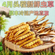 2025 frischer Cordyceps sinensis obere Periode ausgewählt frisch cordyceps Jedes frische Cordyceps in Tibet hat 0,6 Gramm 80 Stücke gepackt