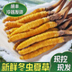 
Fresh Cordyceps sinensis 2025 Selected Alpine Fresh Cordyceps SF Express Cold Chain Direct Hair 1.2-1.4 grams/100 roots Tibet fresh grass 1.2-1.4 grams each 50 pieces of 3 pieces of free