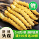 
2025 Fresh Cordyceps Authentic First-Stage Fresh Cordyceps 1.2g/root of genuine fresh grass for gift supplements 0.8-1.0g/root [Cryo-save] 50 roots for 6 fresh Cordyceps and gift boxes