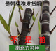 Guangxi authentic black sugarcane seedlings seedlings sugarcane seeds wholesale potted plants can be planted crispy and sweet, can be planted in the north and south, 10 black sugarcane roots with 3-6 spores, Guangxi sugarcane seedling heads