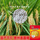 Guizhou glutinous rice seeds, long-grain fragrant glutinous rice seeds, paddy field seeds, Huinuo 330 pearl glutinous rice seeds, early and late rice seeds, regular Huinuo 330, one pack (500 grams of long glutinous rice)