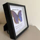 
Insect Valley Big Blue Flash Butterfly Butterfly Specimen Photo Frame Butterfly Art Frame Real Butterfly Friends Holiday Gift Collection No. 1098
