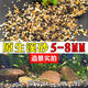 Runhua Nian five-color small stone hydroponic tulip bottom flower cultivation stone succulent paving stone stream stone 5-8mm 122g