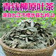 Jiangxi Xiushui Qingqian Liu Tee Tender Sprossen Jinqian Liu Tee Wildalpine Ancient Tree Rohblattkörnigte Tee 1000 g (2jin [Jin ist gleich 0,5 kg]) (4 Beutel)
