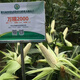 Wannuo 2000 corn seed seed Wannuo 20 million glutinous 188 sweet waxy corn seed Hebei 200g new date Wannuo 2000