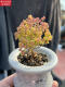 Zkhe Real Honey Orange Candy Ball Ramas de mandarina y albaricoque seco pequeño acantilado en forma de árbol Vieja Plantas suculentas un disparo un tiro 695 kumquat 6 cm 3.9 Fotos con macetas