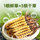 Fresh Cordyceps sinensis 2025 head period fresh grass authentic fresh harvest Cordyceps sinensis fresh grass SF Express cold chain shipment Tibetan fresh cordyceps sinensis 0.8g/root 20 roots