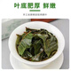 Authentic tea, special grade Xiushui Qingqian Liu Tea, Gaoshan Jinqian Liu Tea, ancient tree tea, tea can, 1000 grams [No longer afraid of sugar], four cans full, special grade Jiangxi Xiushui Ancient Tree Qingqian Liu Tea, Granular Tea