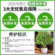 The house is full of flowers, the four-season osmanthus tree potted moon laurel tree, the strong-scented authentic osmanthus tree, the four-season osmanthus ground planting, two extra-large seedlings of the four-season osmanthus, 50-68 cm high, the garden is full of fragrant flowers.