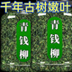 Peking Tongrentang [Pflanze] Jiangxi Xiushui Wildes Green Money Willow Original Green Money Willow Tee Golden Geld Willow Tee ausgewählt vier Dosen mit besonderem grünem Geld Willow 1000g