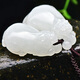 Peut être demandé, Hetian Jade Pixiu Pendant, style masculin, Green Jade Fine Material Pixiu Hetian Jade Pendant, Jade Pendant, Mutton Fat White Jade M9766Z