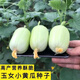 Mini Jade Girl Fruit Cucumber Seeds, raw, crispy, sweet and residue-free small cucumber seeds for four seasons potted balcony vegetable seeds Jade Girl Fruit Cucumber Seeds, mini type, about 101 pieces, new species this year