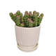 Qian Chuan Chuan 1 pot of succulent plant Qian Chuan Chuan