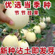Qizhe Super Sweet White Sugar Melon Seed Super Sweet Early Melon Ripe Seed White Honey Melon Can High Yield Sweet Sugar Melon Seed Fruit All Seasons White Sugar Melon Seeds 2 Packs 100 Tablets Seasonal