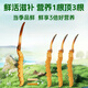 Zangqingyuan [erstes Stoppeln frisches Gras im Jahr 2025] Fresh Cordyceps sinensis, frischer Cordyceps in der ersten Stufe, Geschenkbox für frische Gras, frisches Gras 0,7 g/Wurzel, 50 Wurzeln