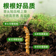 Yuanjiangcao Fresh Cordyceps Sinensis 2025 Fresh Cordyceps питательные питательные продукты [2025 Fresh Cordyceps] 1,2-1,3 г/корни корень-50