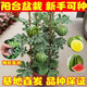 Watermelon seedlings grafted 8424 Extra Sweet Kirin Super Sweet Seedless Midu Watermelon Seedlings Potted Watermelon Seedlings Fire Super Sweet Buy 4+2 (Real Harvest 6) + Fertilizer