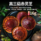 Xunfu [Triterpene> 16%] Breaking Wall Ganoderma lucidum spore pulver organic Blue Hat Doppelzertifizierung Gesundheitsversorgung und nahrhaft für ältere und ältere Menschen 2G*50 Beutel/zwei Kisten (zwei Monate Menge)