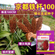 Dwarf wine glutinous sorghum king super ton iron short big head red sorghum seed dwarf bird-resistant brewing type high-yield sorghum short stalk ton grain king 110 2Jin Jin is equal to 0.5 kilograms