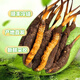 2025 frischer Cordyceps sinensis obere Periode ausgewählt frisch cordyceps Jedes frische Cordyceps in Tibet hat 0,6 Gramm 80 Stücke gepackt