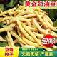 Golden Hook Bean Seeds Golden Hook Northeastern Oil Carob Seeds Gluten-free and Fire-free Yellow Early Golden Hook Bean Seeds Easy to Plant Original 2 Packs About 60 Grains Free Fertilizer