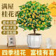The house is full of flowers, the four-season osmanthus tree potted moon laurel tree, the strong-scented authentic osmanthus tree, the four-season osmanthus ground planting, two extra-large seedlings of the four-season osmanthus, 50-68 cm high, the garden is full of fragrant flowers.