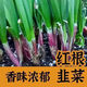 Shop purple-rooted red-rooted broad-leaved single-rooted red leek seeds with large leaves and heat-resistant and cold-resistant white leek seeds. Root red leek seeds Dhr66*heat-resistant and cold-resistant#-about 1000 capsules