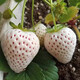 Family balcony potted plants for four seasons easy living cream red strawberry seeds large strawberry seeds white strawberry fruit seeds four seasons cream red strawberry seeds 1 pack