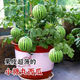 Super sweet Kirin honey pot small watermelon seeds seedless small watermelon four seasons planting balcony courtyard potted fruit seeds potted honey small watermelon seeds 1 pack