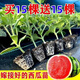 Watermelon seedlings grafted 8424 Extra Sweet Kirin Super Sweet Seedless Midu Watermelon Seedlings Potted Watermelon Seedlings Fire Super Sweet Buy 4+2 (Real Harvest 6) + Fertilizer