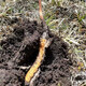 618 Super Easter Egg Fresh Cordyceps 2025 First Period Cordyceps Authentic Leader High Altitude Gift Authentic Fresh Cordyceps Festival 0.6-0.7g/root 50 Fresh Cordyceps