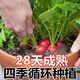 Collected by 20,000 people Four seasons cherry radish and fruit radish, eaten raw, red-skinned, white-fleshed radish, crispy, sweet and juicy Four seasons cherry radish and fruit radish (newly planted this year) Selected 1 pack (about 300 pieces)