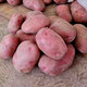Hebei red-skinned large potatoes, fresh yellow-heart potatoes, freshly dug potatoes, ground eggs, potato noodles, hot pot wholesale, red-skinned large potatoes, 3Jin Jin is equal to 0.5kg, net weight, single fruit 150g+