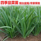 Vegetable seedlings, leek root seedlings, freshly planted root seedlings, four-season balcony potted ground leaf vegetable seedlings, leek root seedlings, 100 chive root seedlings