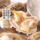 Fresh large clams 300g (18-26 capsules)