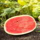 Farmer's Son Lazy Man King Watermelon Seeds Resistant to Heavy Cropping Lazy Man Super Early Seedlings Green Emperor Lazy Man King Watermelon Seeds 150 capsules