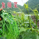 Pick undefeated and delicious luffa-tip asparagus heat-resistant vegetables, four-season luffa-tip asparagus seedlings, farm vegetable larvae, fragrant and tender luffa-tip asparagus seeds, new seeds this year, new seeds every particle, 3 packs of about 108 seeds + fertilizer